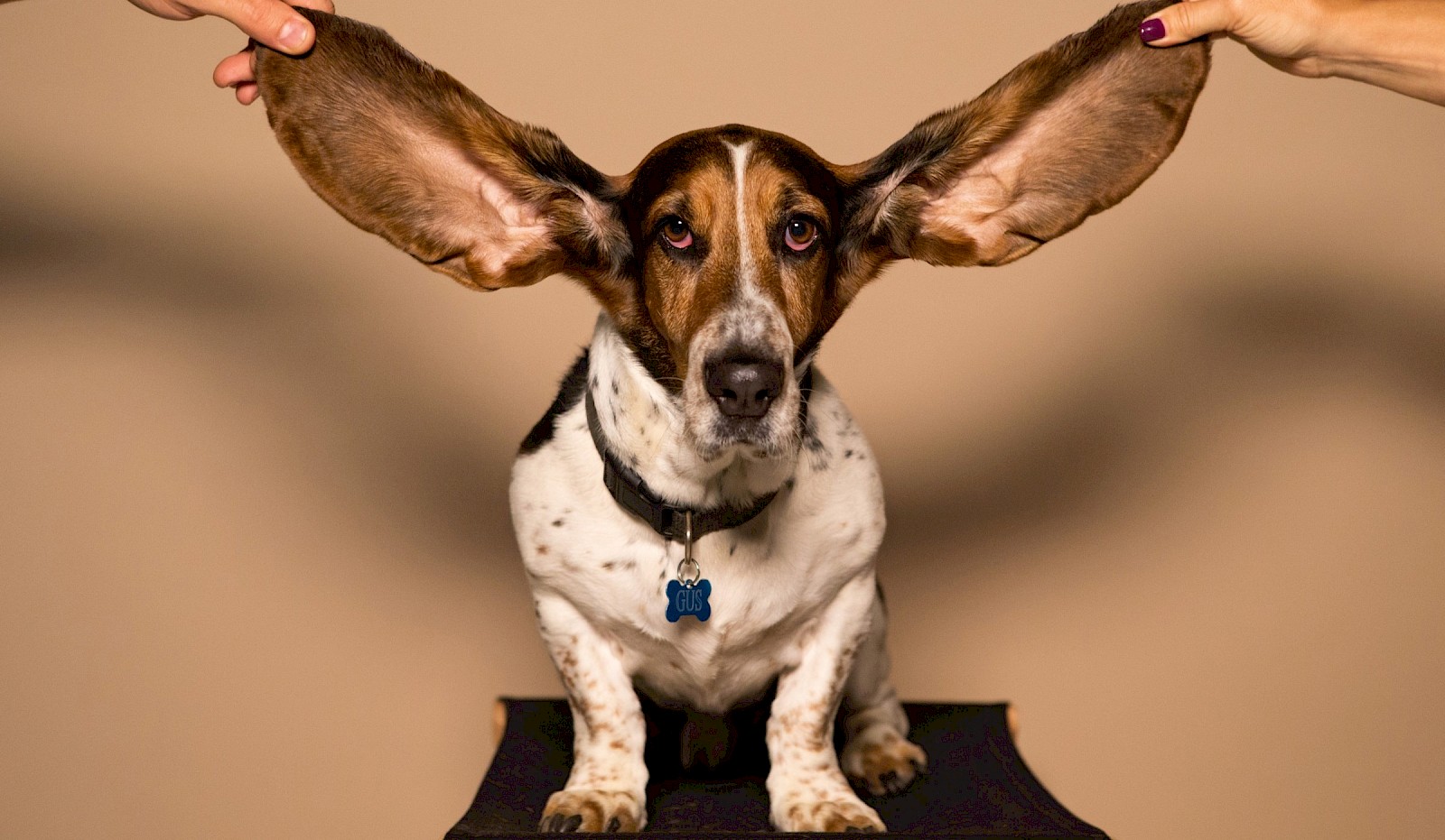 bloodhound